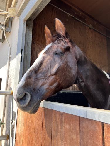 【ゆる馬学】食べ物