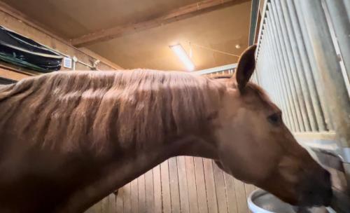 【ゆる馬学】馬の毛