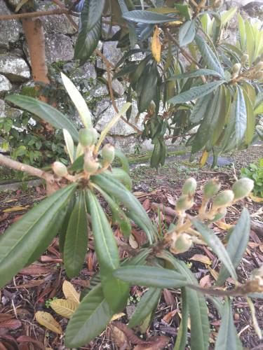 枇杷の種の注文予約