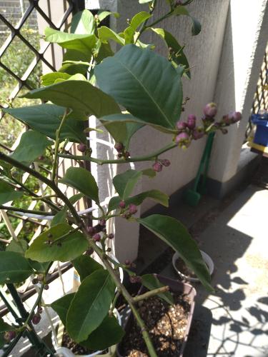 うちのレモンの木の成長を見守る