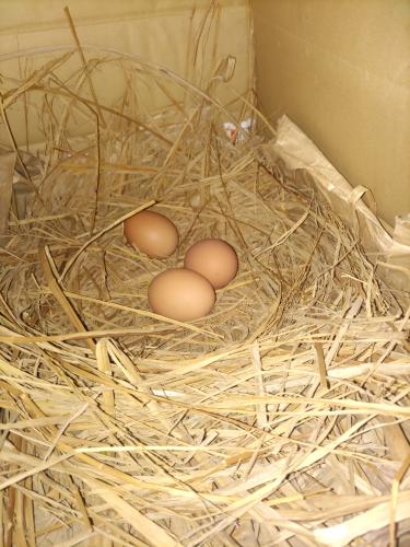 お庭暮らしのめんどりの玉子