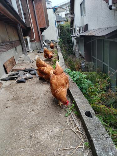 お庭や畑を片付け隊「チームMENDORI⁴」