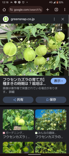 フウセンカヅラの種