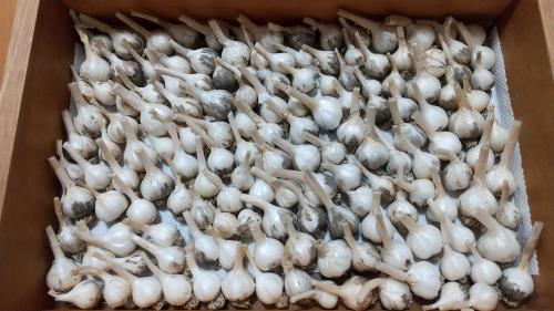 モンキー自家製ニンニク(無農薬栽培)