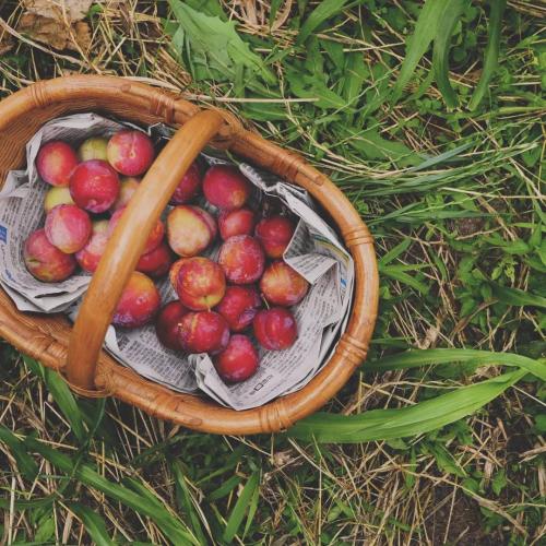 旬の食べ物や植物の写真送ります。＠一眼レフ始めたBerry
