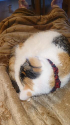 三毛猫のイラスト