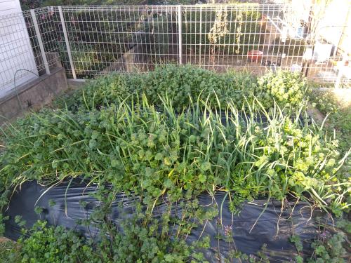 ニンニク栽培のお話（家庭菜園）