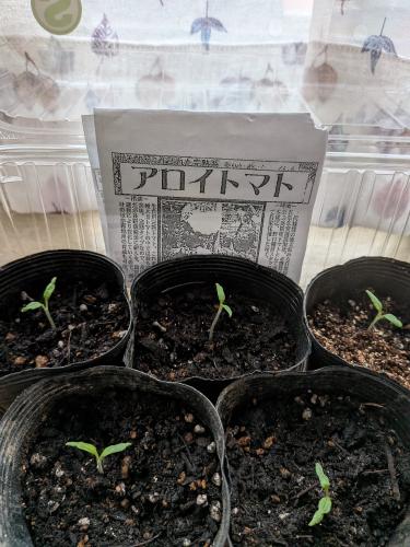アロイトマト苗