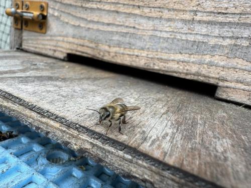 庭先養鶏と二ホンミツバチお見せします。